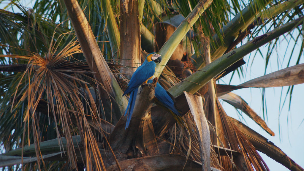 Blue macaws in the heart of Brazil