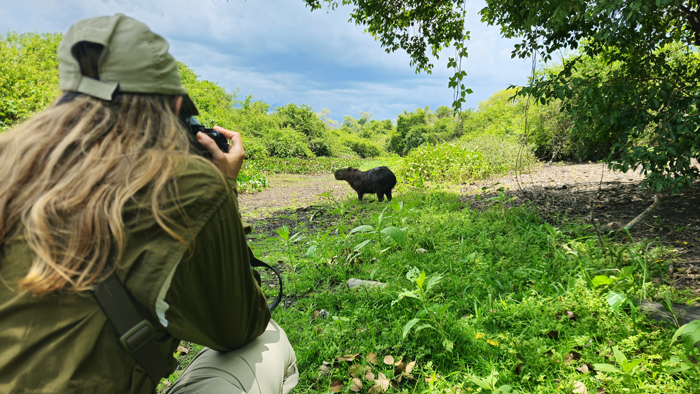 Traveller photographing a capybara in the Pantanal